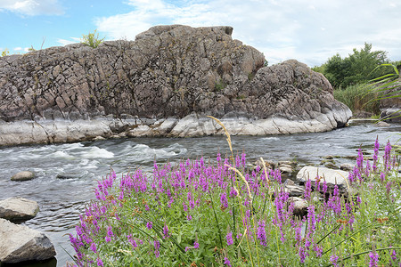 粉色河流摄影照片_以一条湍急的河流和对面的玄武岩海岸为背景的开花草甸草