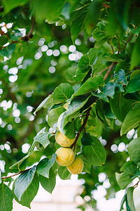 树枝上挂着黄色的柿子果。