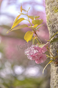 樱花山摄影照片_飞鸟山粉红色樱花的美丽赏花派对