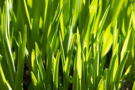 丰富的春天绿草，适合作为背景图像