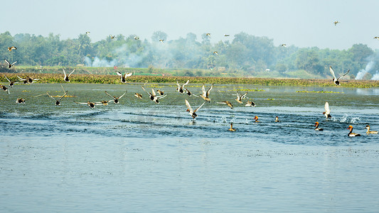 在被称为 Bharatpur 鸟类保护区拉贾斯坦邦的 Keoladeo 国家公园污染的海岸线上发现了一群迁徙的红冠潜鸭，这是鸟类生活的天堂