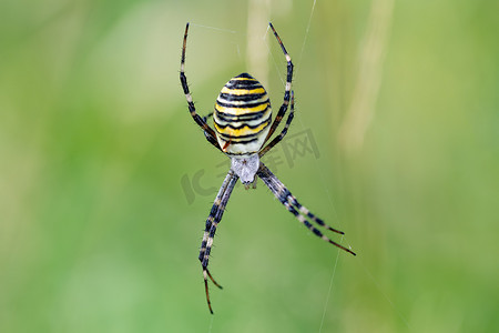 网络上的 Argiope bruennichi（黄蜂蜘蛛）