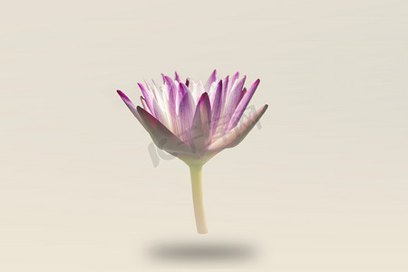 一朵睡莲摄影照片_美丽的睡莲，单朵莲花与白色背景中的雾隔离 — 图片