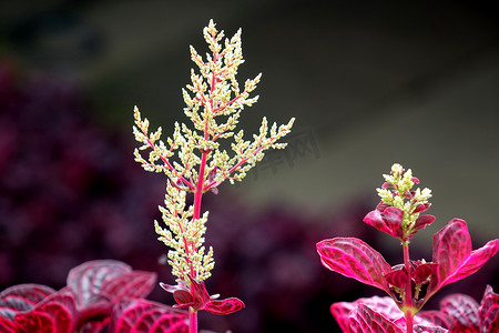 春天沙巴神山花卉自然风景摄影图