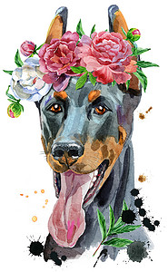水彩肖像杜宾犬在牡丹花环