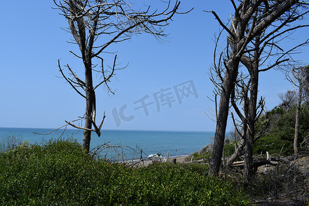 海边的松树和松林、Marina di Cecina、Maremma、托斯卡纳、意大利、欧洲的海滩和海