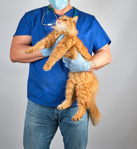 身穿蓝色制服的兽医在 ha 中抱着毛茸茸的红猫