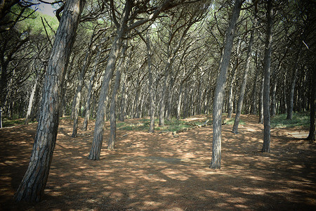 海边松树摄影照片_海边的松树和松林、Marina di Cecina、Maremma、托斯卡纳、意大利、欧洲的海滩和海