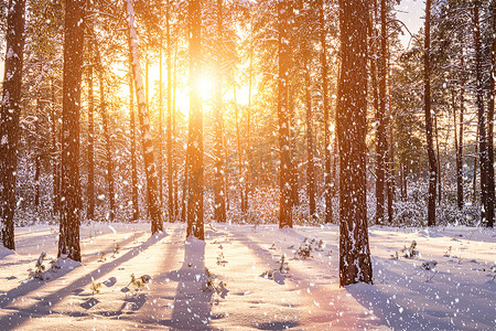 飘落摄影照片_日落在冬季松林中，飘落的雪花。