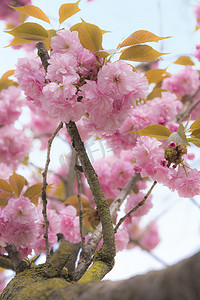 飞鸟山公园可爱的花见派对的粉红色樱花