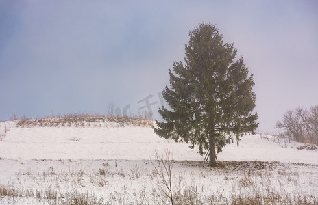 雾中多雪的草地上的针叶树