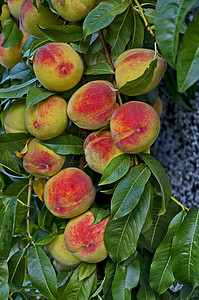 桃树枝或桃树，有许多成熟的水果，推荐作为背景，Zavet