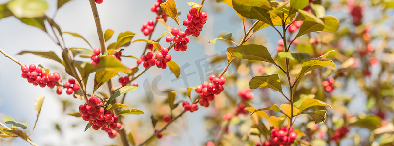 阳光明媚的秋日，树枝上全景美丽的得克萨斯州冬青冬青红果