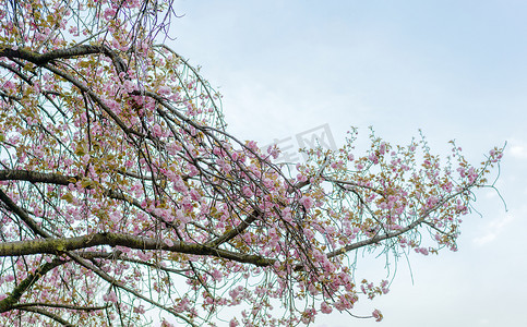 东京飞鸟山公园的樱花。