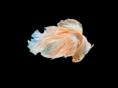 美丽的白色泰国斗鱼游动着长鳍和长尾基因。