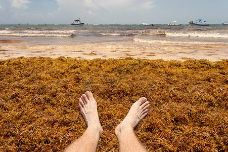 墨西哥图卢姆附近海滩上的马尾藻海藻