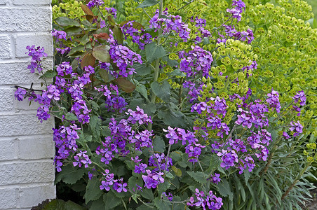 花边，边框摄影照片_小屋花园花境中的大戟属和 Lunaria