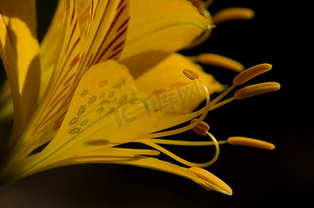 秘鲁百合 Alstroemeria aurea 和蚜虫的花。