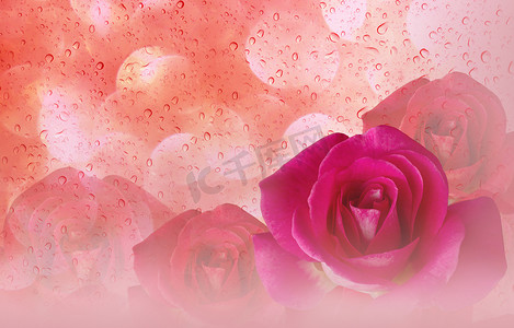 粉色浪漫梦幻玫瑰摄影照片_浪漫的粉红玫瑰和水滴抽象橙色柔和的价