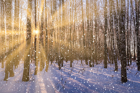 日落或日出在白桦林中飘落的雪花。