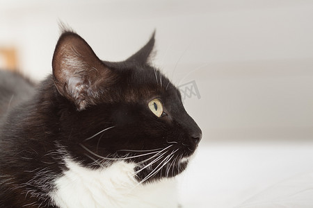 一只黄眼睛的可爱黑白长发猫的肖像