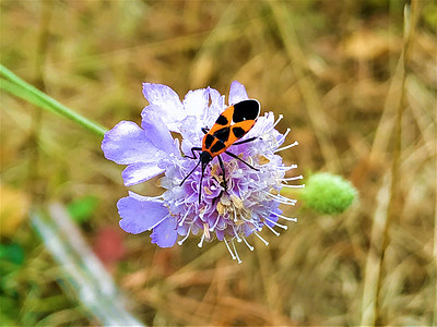 萤火虫从紫色花朵中吸食花蜜