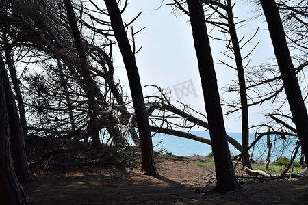 海边松树摄影照片_海边的松树和松林、Marina di Cecina、Maremma、托斯卡纳、意大利、欧洲的海滩和海