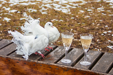 坐在长凳上的结婚鸽子旁边是几杯香槟