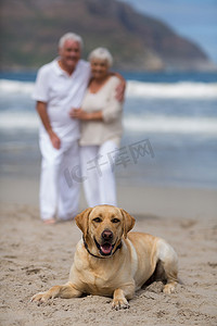 老年夫妇带着狗站在沙滩上