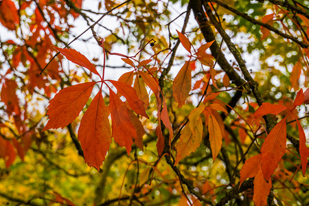 秋季橙色枫叶，秋季色彩缤纷的树叶，季节性自然背景