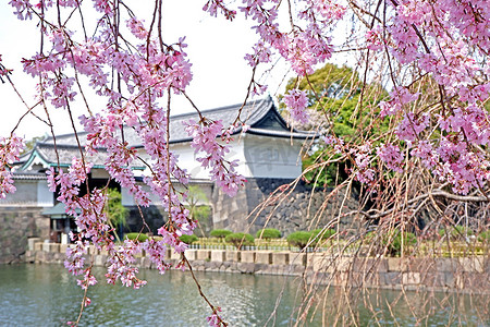 传统的城堡建筑和粉红色的樱花樱花流动