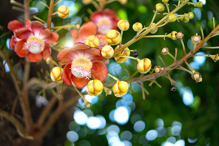 炮弹花摄影照片_炮弹花或