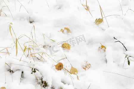 下雪图片摄影照片_背景图片：第一场雪。