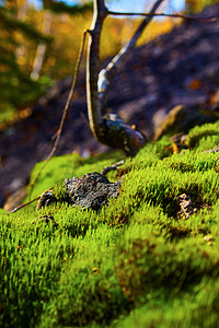 石子摄影照片_苔藓生长特写镜头和背景中形状像浇水杆的树枝的宏观照片
