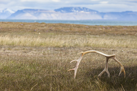 挪威斯瓦尔巴群岛巴伦支索亚的白色太阳漂白驯鹿角