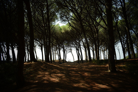 海边的松树和松林、Marina di Cecina、Maremma、托斯卡纳、意大利、欧洲的海滩和海