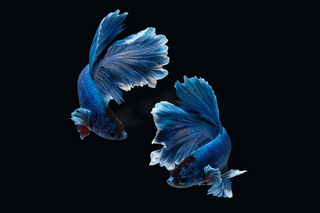 蓝色背摄影照片_黑色背景中突显的斗鱼暹罗斗鱼（白蓝色半月玫瑰尾）的两种舞蹈