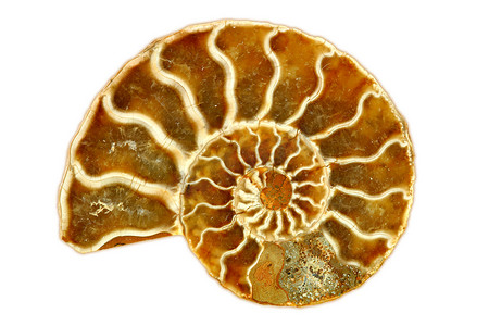 白色背景上引人注目的孤立的单一鹦鹉螺化石