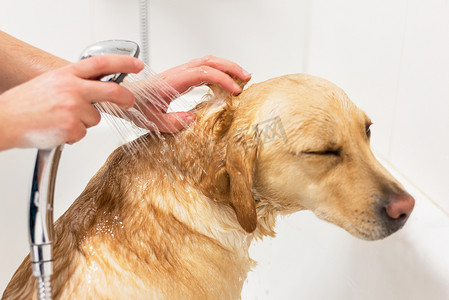 淋浴洗澡摄影照片_拉布拉多猎犬洗澡。