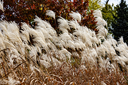 白羽草在秋风中摇曳