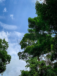 明亮的蓝色 sk 热带森林中绿树的底部视图