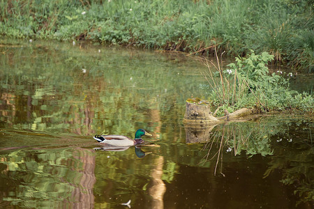 绿头鸭在湖中悠闲地游动，倒映在水中美丽极了。
