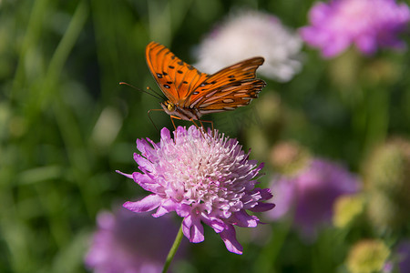蝴蝶在飞舞摄影照片_美丽的帝王蝶在淡紫色的花和蓟上飞舞