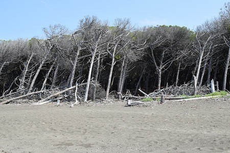 海边松树摄影照片_海边的松树和松林、Marina di Cecina、Maremma、托斯卡纳、意大利、欧洲的海滩和海