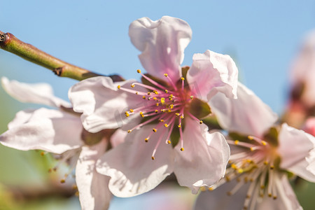 莫莫桃花