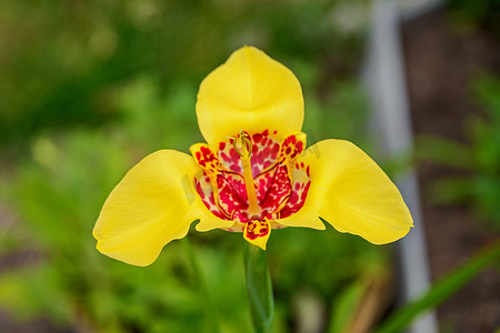 一朵黄色 Tigridia 花的精致花瓣，在模糊的背景上，有红色斑点，呈豹皮斑点的形式，有叶子和草的绿色斑点。