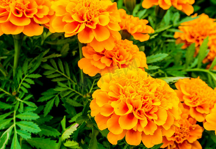 万寿菊田，鲜艳的橙色花