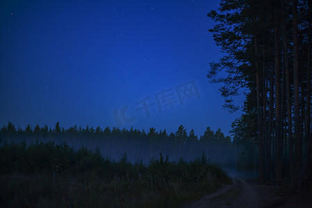 夜晚的松树林