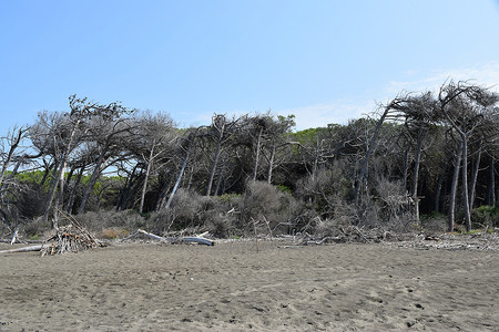 海边的松树和松林、Marina di Cecina、Maremma、托斯卡纳、意大利、欧洲的海滩和海