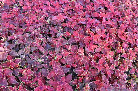 多年生植物锦紫苏、左手香的鲜红色叶子。